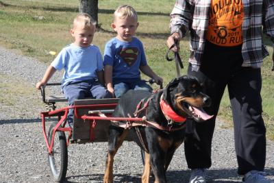 Dog Carting in Amity